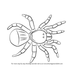 How to Draw a Trapdoor Spider