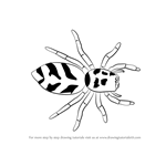 How to Draw a Zebra Spider