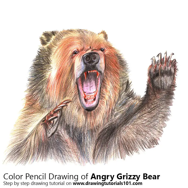 Angry Grizzly Bear Color Pencil Drawing