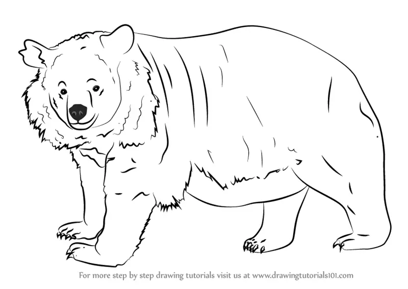 Learn How to Draw an Asian black bear (Bears) Step by Step : Drawing ...