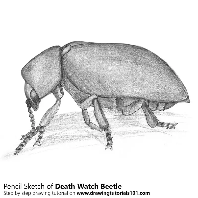 Pencil Sketch of Death Watch Beetle - Pencil Drawing