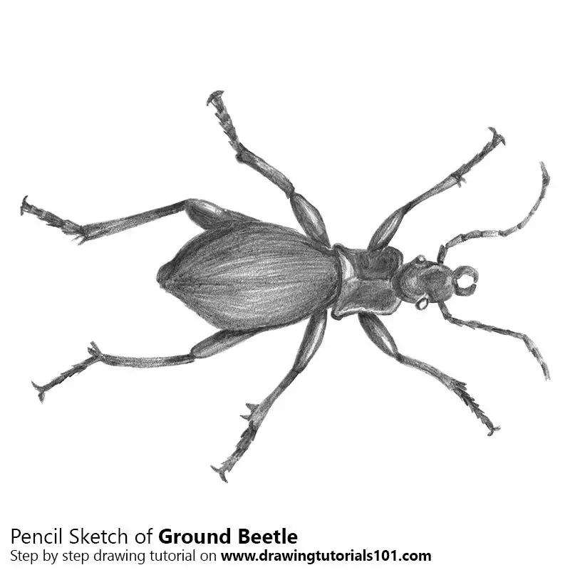 Pencil Sketch of Ground Beetle - Pencil Drawing