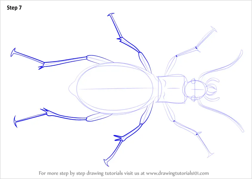 Learn How to Draw a Ground Beetle (Beetles) Step by Step : Drawing ...