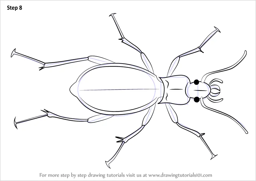 Learn How to Draw a Ground Beetle (Beetles) Step by Step Drawing