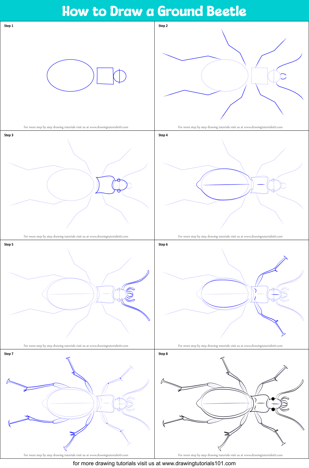 How to Draw a Ground Beetle (Beetles) Step by Step