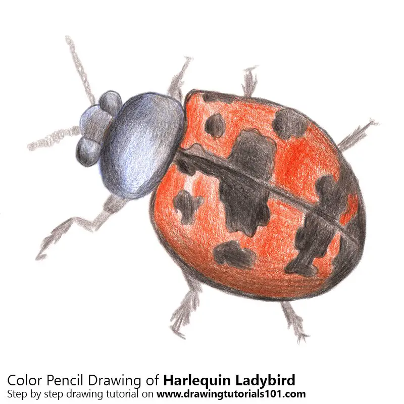 Harlequin Ladybird Color Pencil Drawing