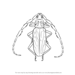 How to Draw a Longhorn Beetle
