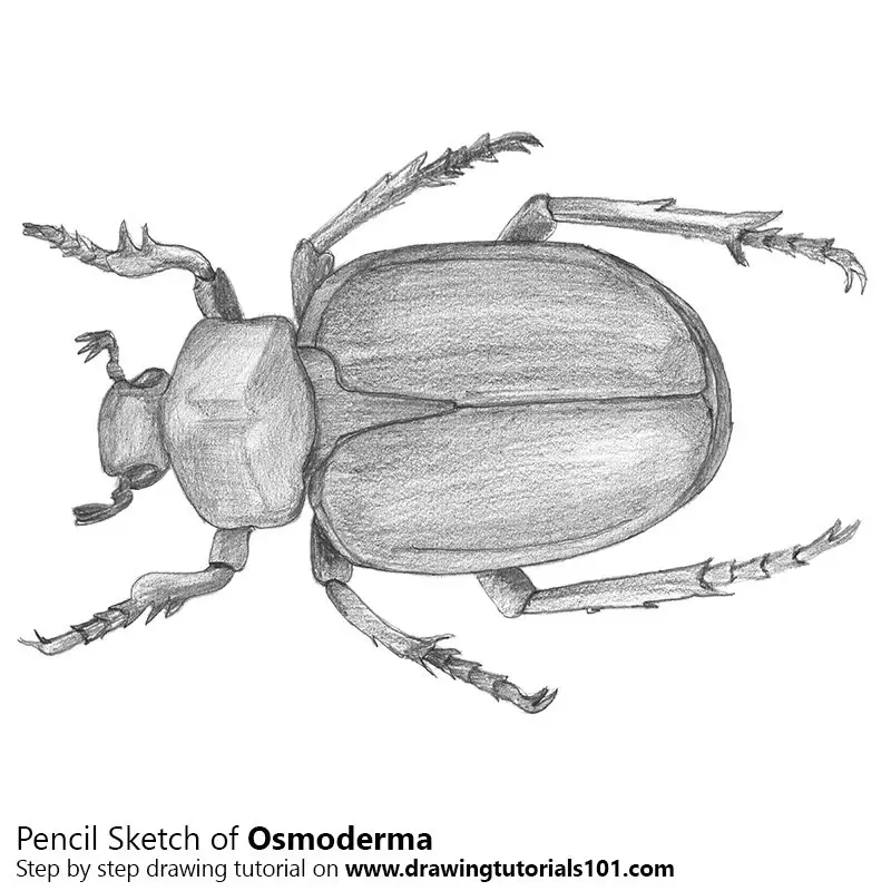 Pencil Sketch of Osmoderma Beetle - Pencil Drawing