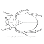 How to Draw an Osmoderma Beetle