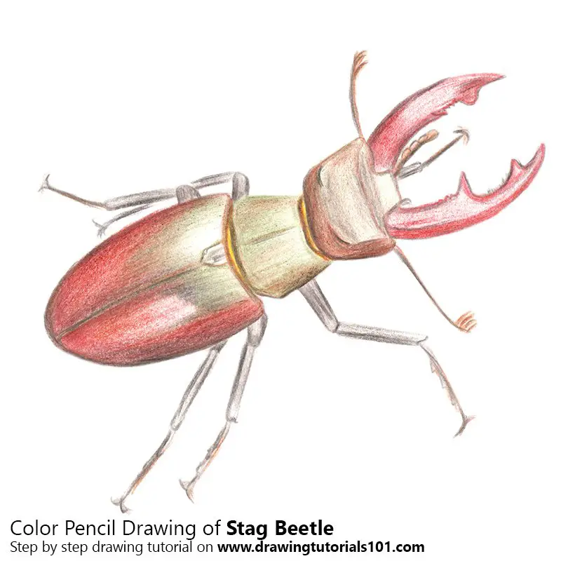 Stag Beetle Color Pencil Drawing