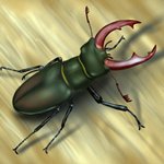 How to Draw a Stag Beetle