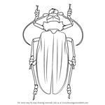 How to Draw a Titan Beetle