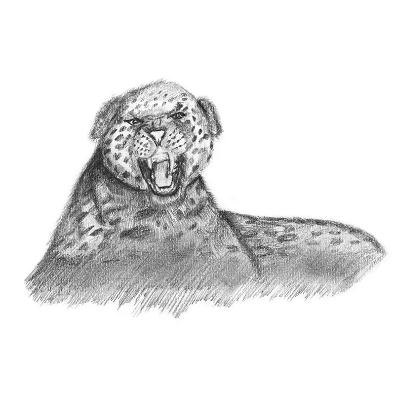 Pencil Sketch of Cheetah Growling - Pencil Drawing