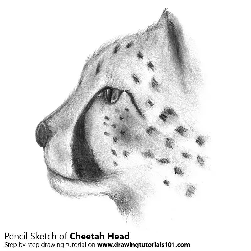 Pencil Sketch of Cheetah's Head - Pencil Drawing