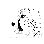 How to Draw a Cheetah's Head