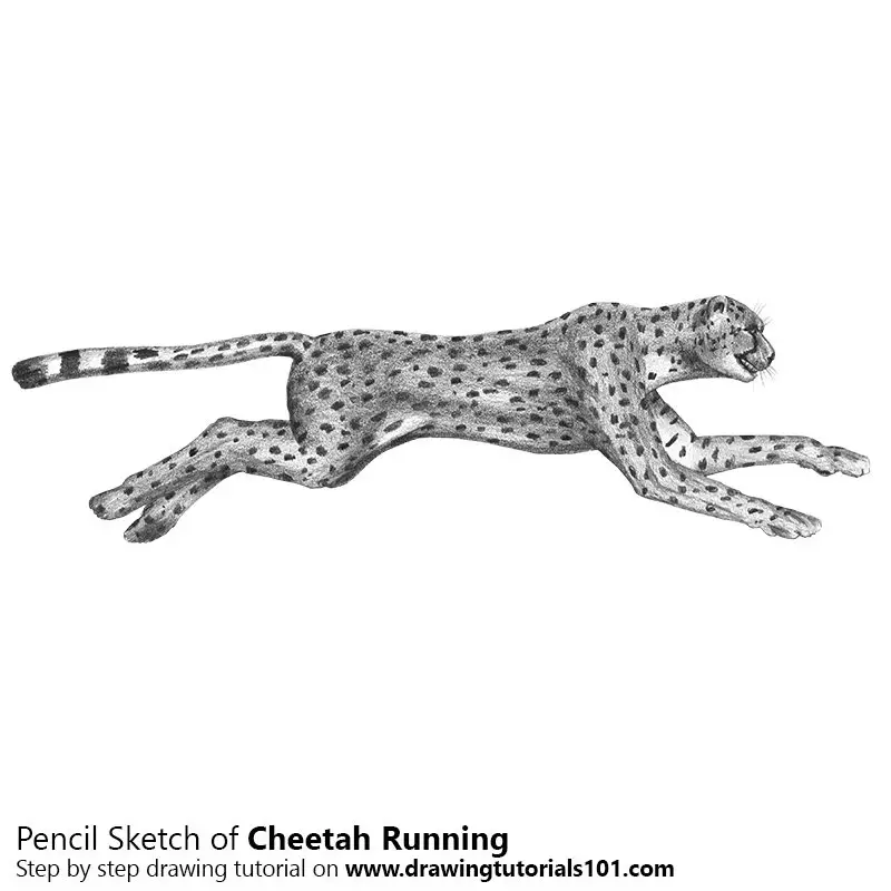 Pencil Sketch of Cheetah Running - Pencil Drawing