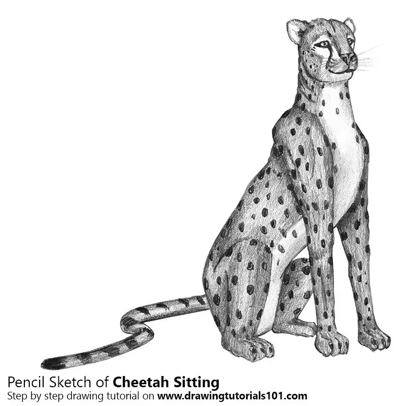 Pencil Sketch of Cheetah Sitting - Pencil Drawing
