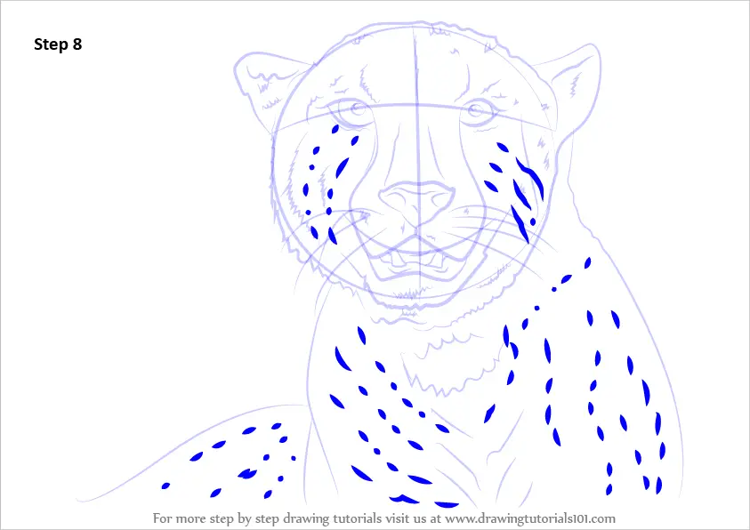 Learn How to Draw a Cheetah's Face (Big Cats) Step by Step Drawing