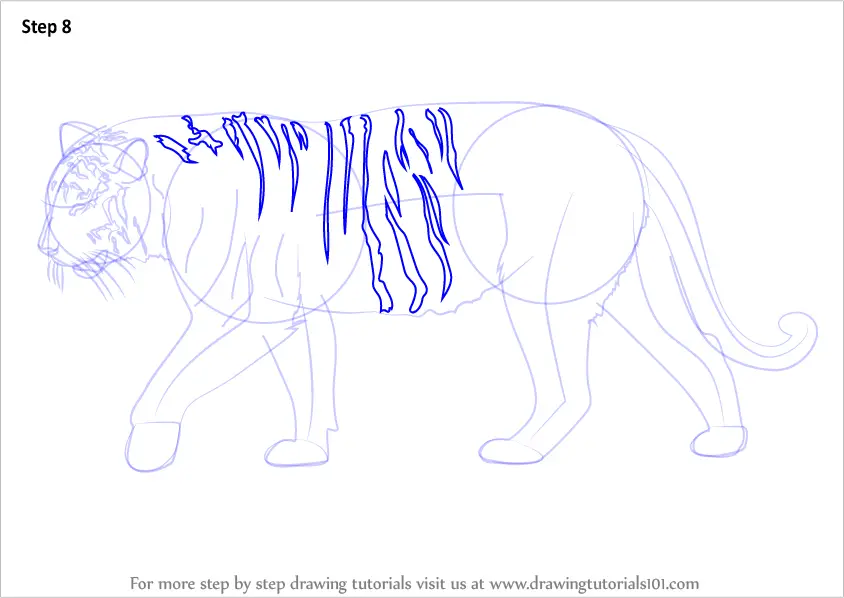 Step by Step How to Draw a Siberian Tiger
