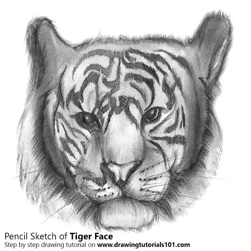Pencil Sketch of Tiger Face - Pencil Drawing