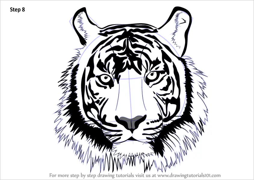 Learn How to Draw a Tiger Face (Big Cats) Step by Step : Drawing Tutorials