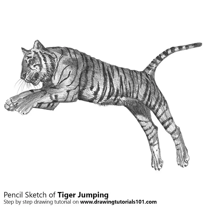 Pencil Sketch of Tiger Jumping - Pencil Drawing