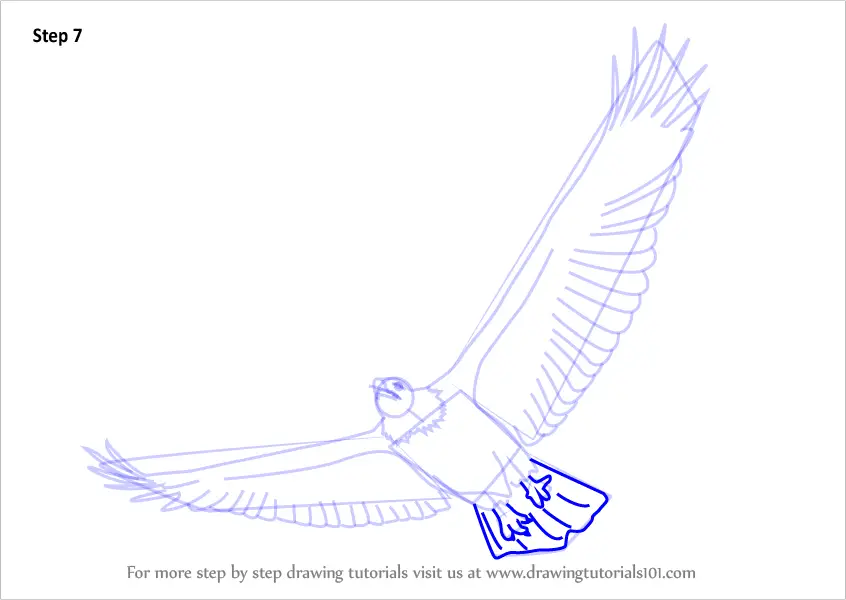 Learn How to Draw a Bald Eagle Flying (Bird of prey) Step by Step ...