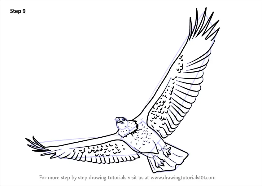 Learn How to Draw a Bald Eagle Flying (Bird of prey) Step by Step