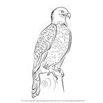 How to Draw Bald Eagle Full Body