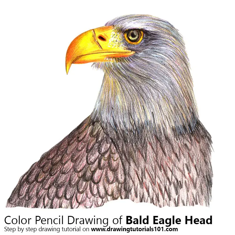 Bald Eagle Head Color Pencil Drawing