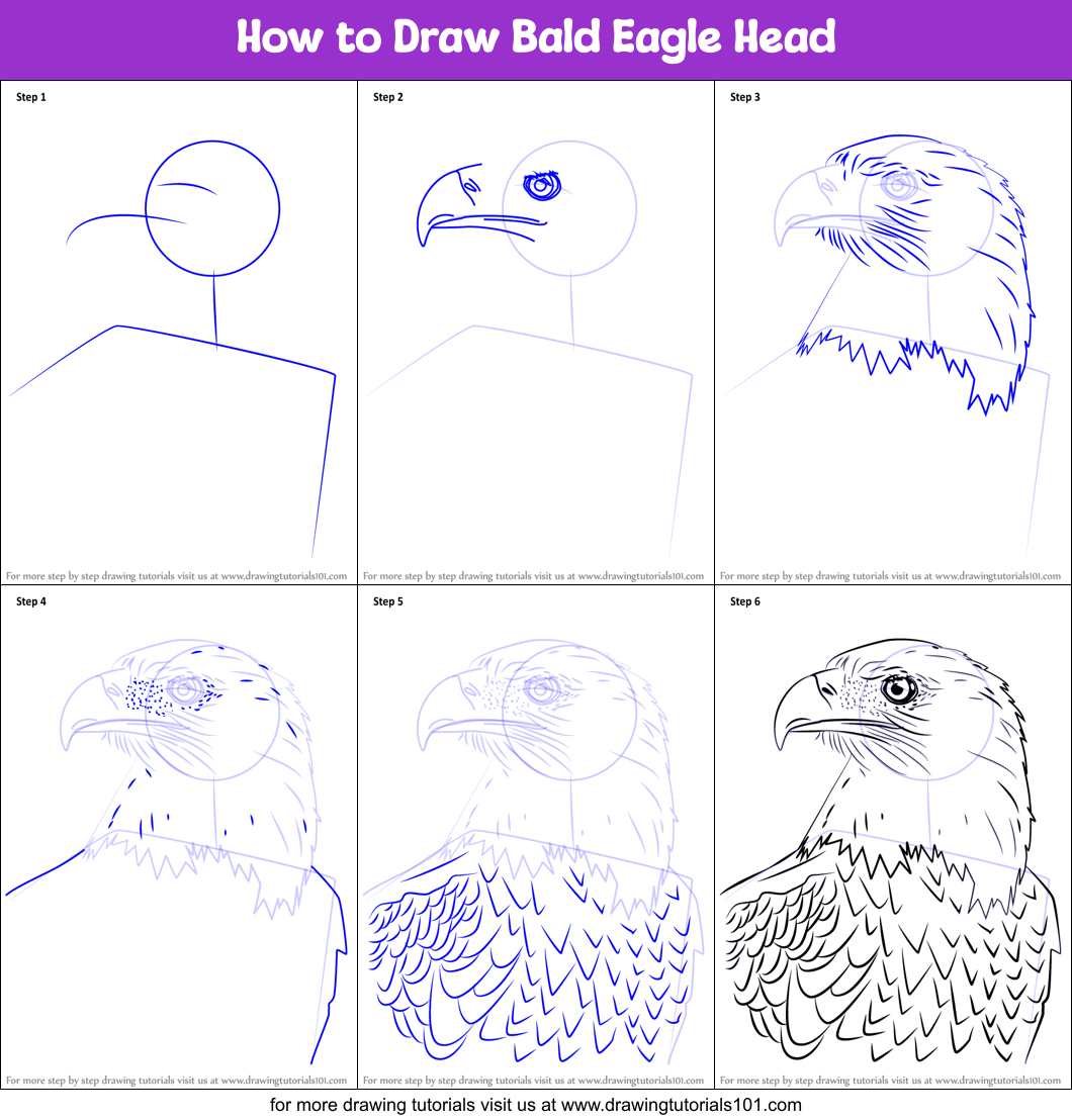 How to Draw Bald Eagle Head printable step by step drawing sheet