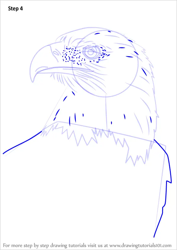 Step by Step How to Draw Bald Eagle Head : DrawingTutorials101.com