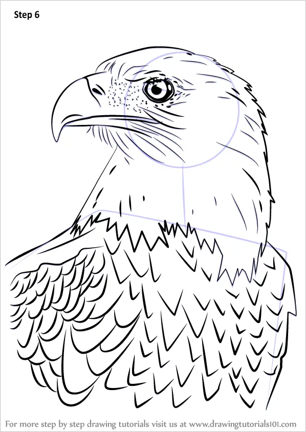 Learn How to Draw Bald Eagle Head (Bird of prey) Step by Step Drawing