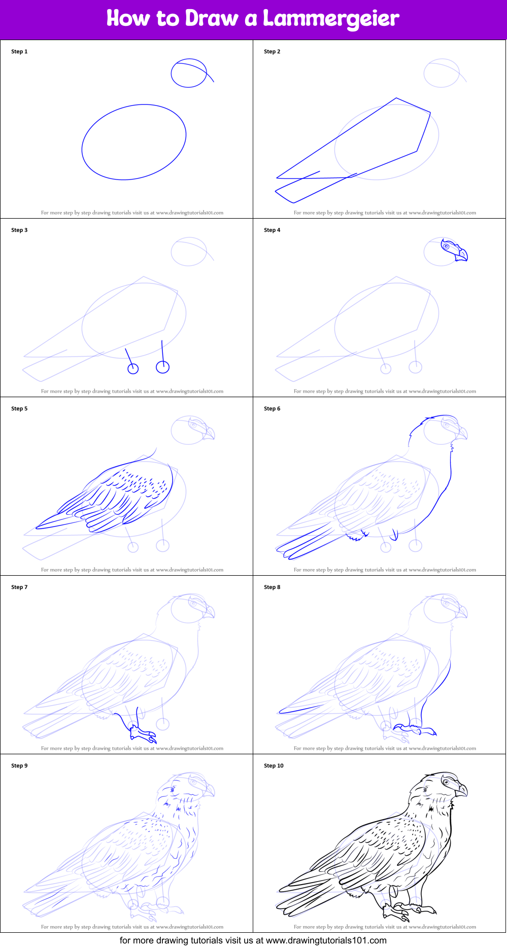 How to Draw a Lammergeier printable step by step drawing sheet ...