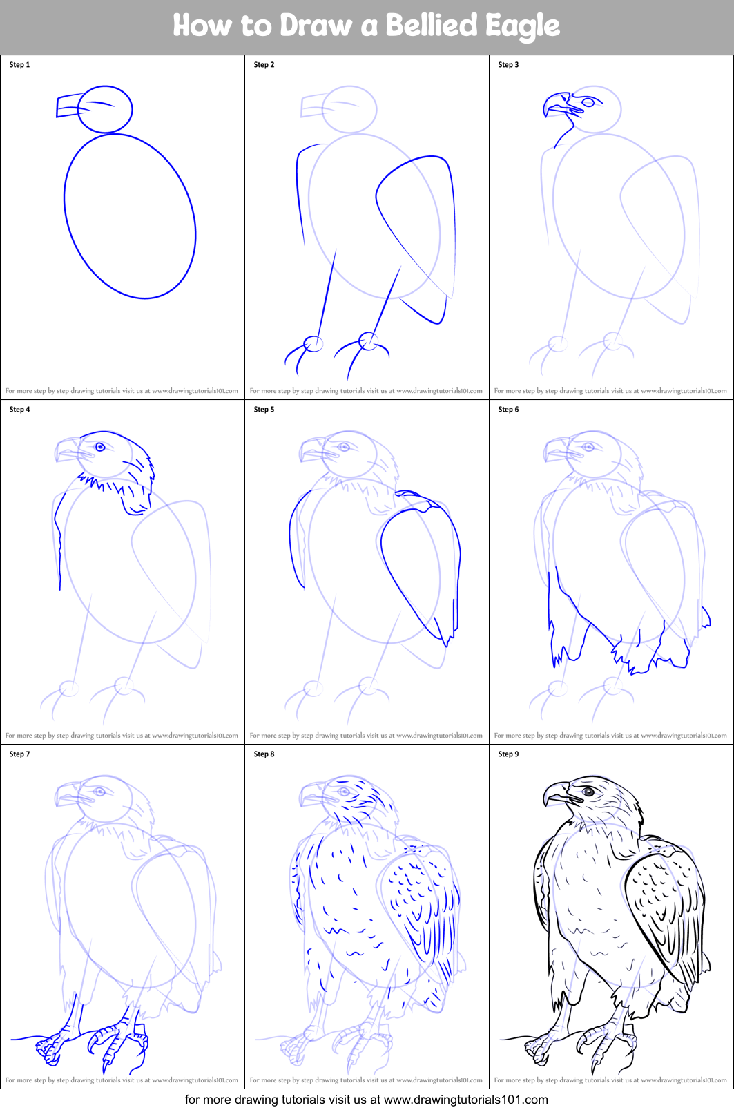 How to Draw a Bellied Eagle printable step by step drawing