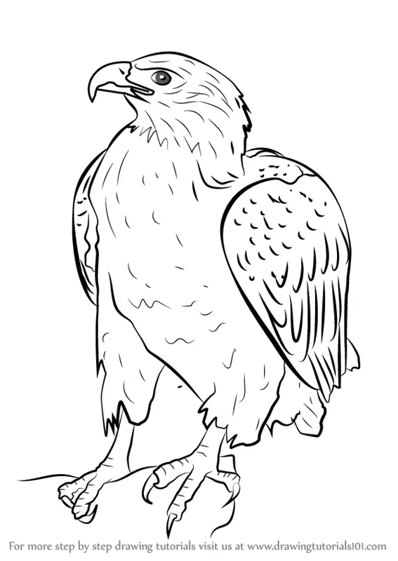 Learn How to Draw a Bellied Eagle Bird of prey Step by 