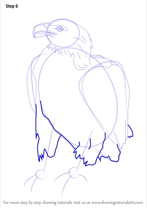 Learn How to Draw a Bellied Eagle (Bird of prey) Step by Step : Drawing ...