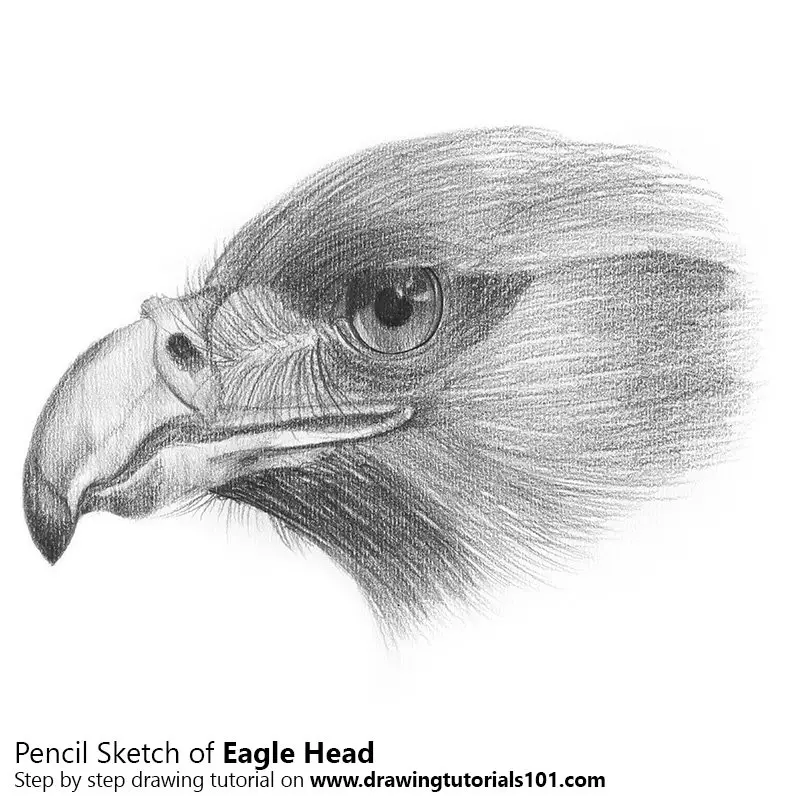 Pencil Sketch of Eagle Head - Pencil Drawing