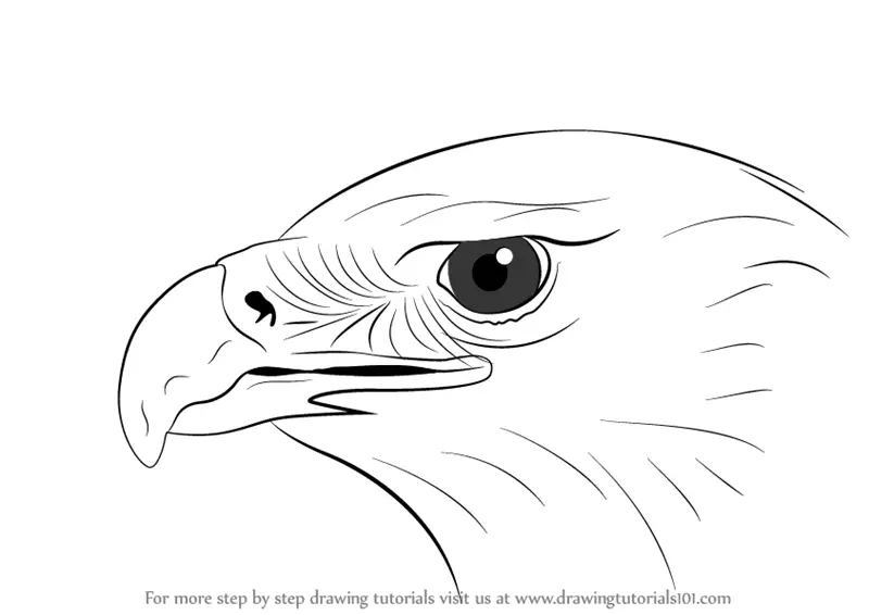 Learn How to Draw an Eagle Head (Bird of prey) Step by Step : Drawing ...
