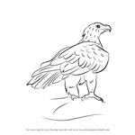 How to Draw a Wedge-Tailed Eagle