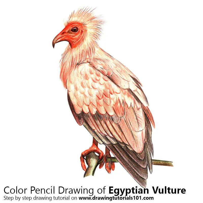 Egyptian Vulture Color Pencil Drawing