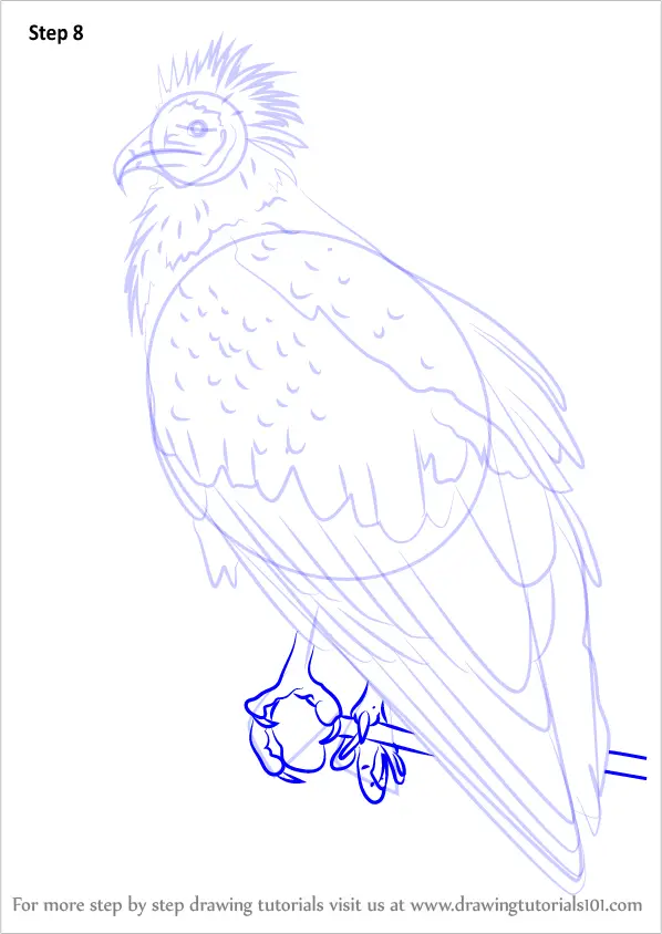 How To Draw An Egyptian Vulture Bird Of Prey Step By Step