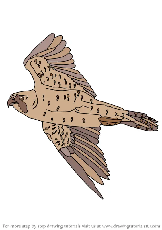 Learn How to Draw Flying Peregrine Falcon (Bird of prey) Step by Step