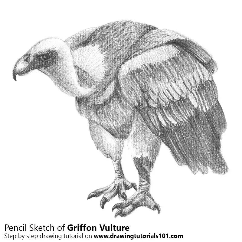 Pencil Sketch of Griffon Vulture with Pencils - Pencil Drawing