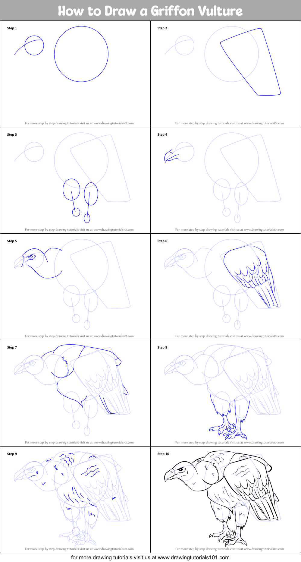 How to Draw a Griffon Vulture printable step by step drawing sheet ...