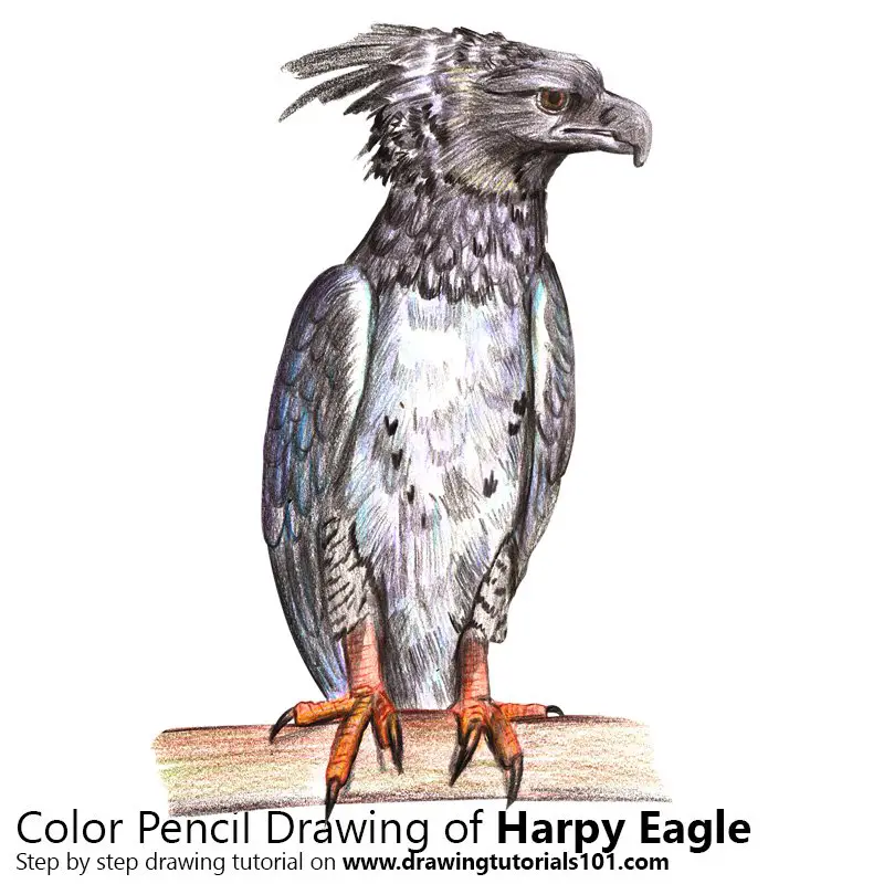 Harpy Eagle Color Pencil Drawing