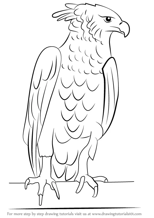 Learn How to Draw a Harpy Eagle (Bird of prey) Step by Step : Drawing
