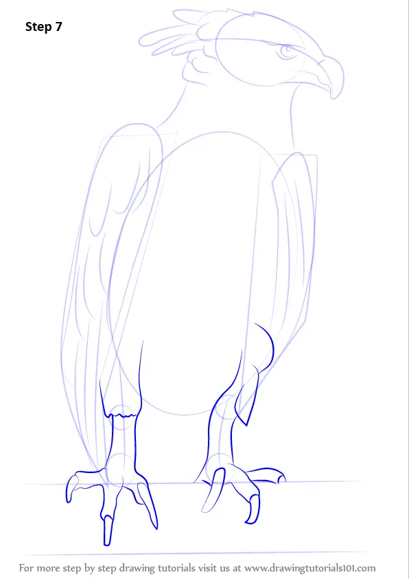 Learn How to Draw a Harpy Eagle (Bird of prey) Step by Step Drawing