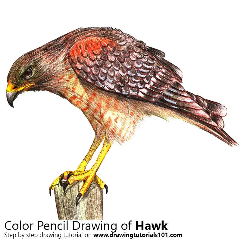 Hawk Color Pencil Drawing