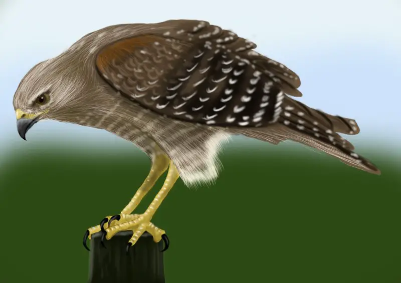 Learn How to Draw a Hawk (Bird of prey) Step by Step Drawing Tutorials